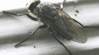 Bed Bug Exterminator Winnipeg image 13